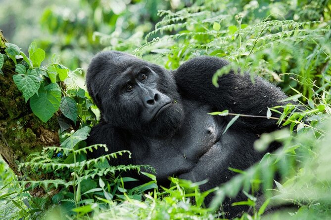 07-Days Murchison Falls, Queen Elizabeth & Gorillas Safari - Key points before you book