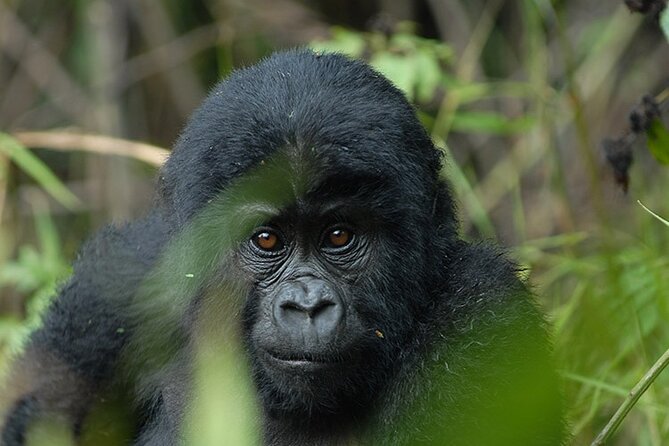 07-Days Murchison Falls, Queen Elizabeth & Gorillas Safari - Day 2: Sunrise animals and a Nile boat safari