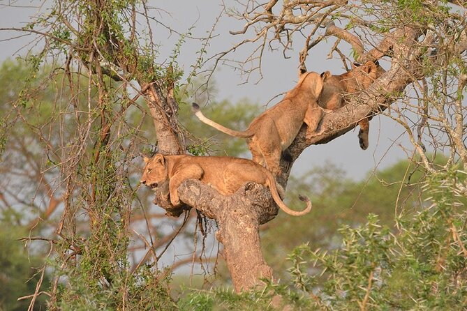 07-Days Murchison Falls, Queen Elizabeth & Gorillas Safari - Day 3: Murchison to Queen Elizabeth