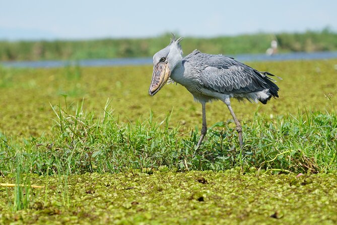 1/2 Mabamba Swamp Shoebill Tour - Why Mabamba Swamp Is Worth a Half Day