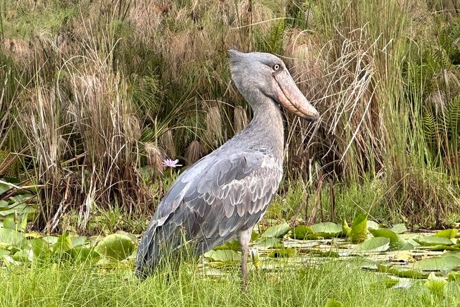 1/2 Mabamba Swamp Shoebill Tour - The 8:00 a.m. Start From Entebbe Airport