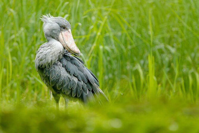 1/2 Mabamba Swamp Shoebill Tour - Two Hours Looking for a Shoebill