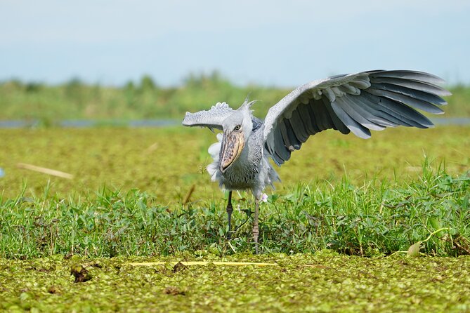 1/2 Mabamba Swamp Shoebill Tour - The Other Birds You Might See
