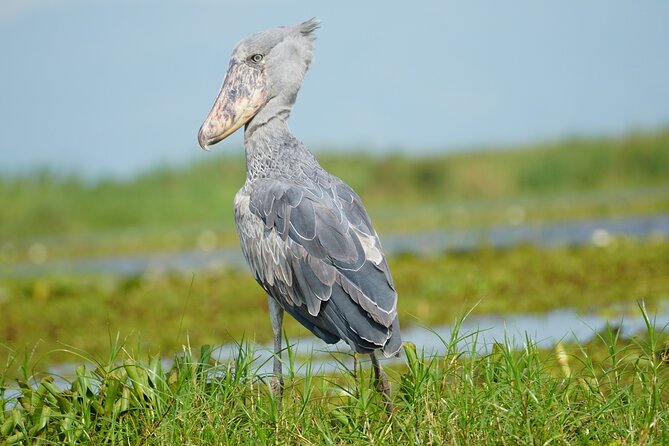 1/2 Mabamba Swamp Shoebill Tour - Comfort, Weather, and Small Practical Points