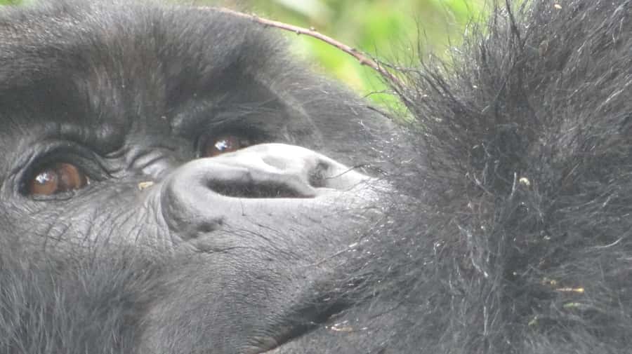 1 Day Gorilla Tour in Bwindi from Kigali - A pre-dawn road trip from Kigali to Bwindi