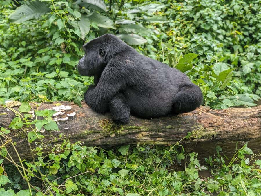 1 Day Gorilla Tour in Bwindi from Kigali - One quiet hour with mountain gorillas