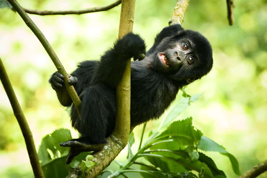 1 Day Gorilla Tour in Bwindi from Kigali - Who will get the most from this Bwindi day trip