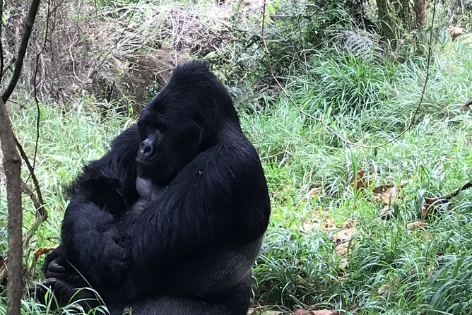 1 Day Gorilla Trekking Mgahinga Gorilla NP & Lake Bunyonyi - One hour with the gorilla family