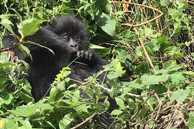 1 Day Gorilla Trekking Mgahinga Gorilla NP & Lake Bunyonyi - What the $1,400 price really covers