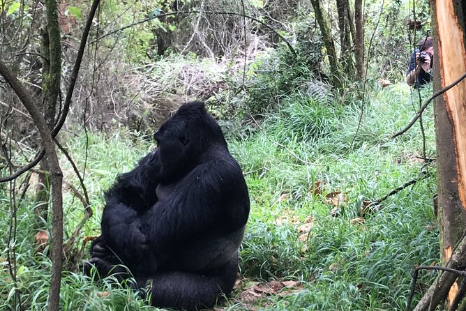 1 Day Gorilla Trekking Mgahinga Gorilla NP & Lake Bunyonyi - Who will get the most from this day