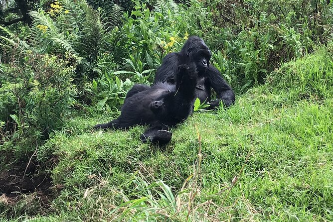 1 Day Gorilla Trekking Mgahinga Gorilla NP & Lake Bunyonyi - Booking questions worth asking Aron