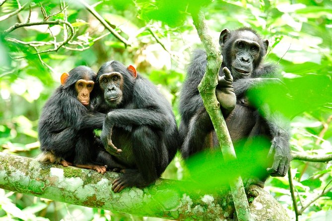 1 Day Kibale National Park - Why Kibale is famous for chimpanzee tracking