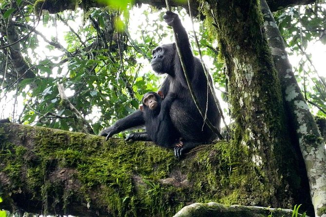 1 Day Kibale National Park - Starting from Fort Portal on the Kamwenge Road