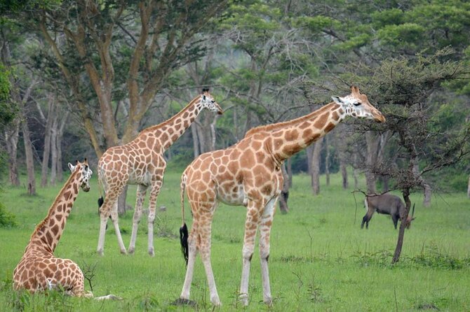 1 Day Lake Mburo National Park Short Safari from Kampala - The 6:00 am departure from Kampala
