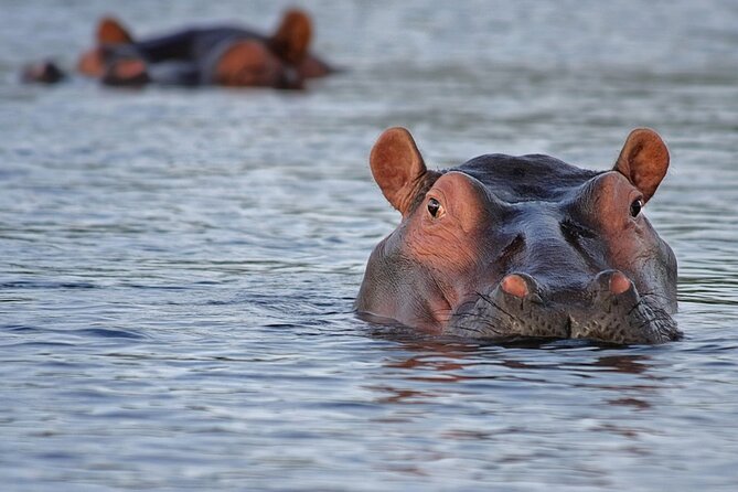 1 Day Lake Mburo National Park Short Safari from Kampala - What you may see inside the park