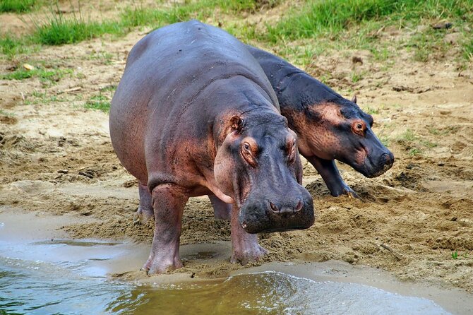 1 Day Lake Mburo National Park Short Safari from Kampala - Should you book this safari?