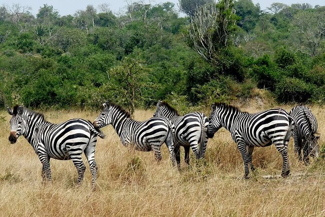 1 Day Lake Mburo National Park Short Safari from Kampala - Who will enjoy this Lake Mburo outing