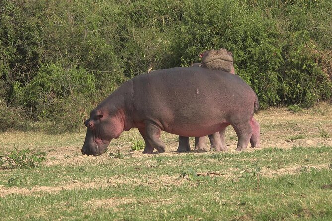 1 Day Lake Mburo Wildlife Safari - Who Will Enjoy This One-Day Safari