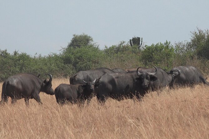 1 Day Lake Mburo Wildlife Safari - Practical Points to Confirm Before You Pay