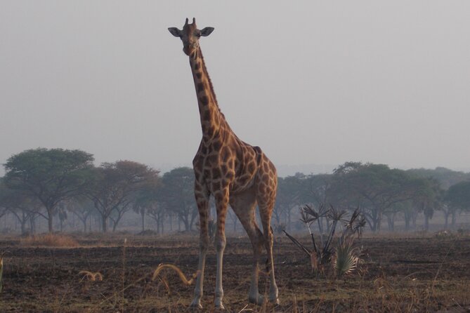 1 Day Lake Mburo Wildlife Safari - Animals to Watch For During the Game Viewing