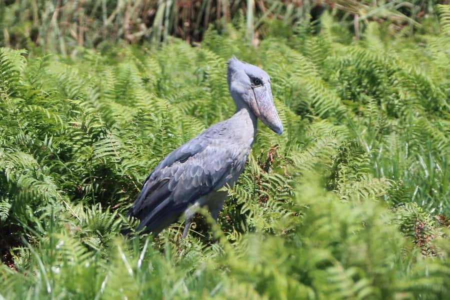 1-Day Mabamba Shoebill Birding Tour in Lake Victoria Entebbe - Key things to know before booking