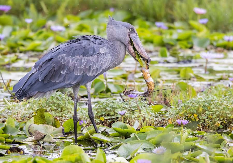 1-Day Mabamba Shoebill Birding Tour in Lake Victoria Entebbe - Why Mabamba Swamp is the right place for a shoebill