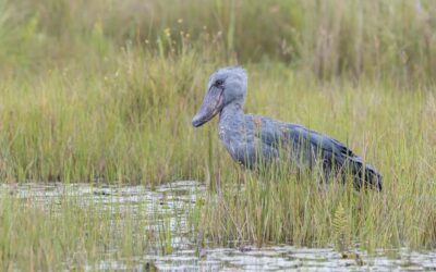 1-Day Mabamba Shoebill Birding Tour in Lake Victoria Entebbe