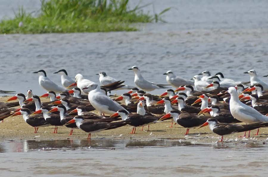 1-Day Mabamba Shoebill Birding Tour in Lake Victoria Entebbe - Who will enjoy this six-hour outing