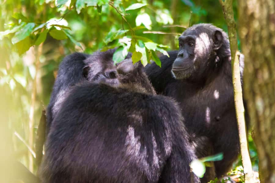 1-Day Ngamba Island chimpanzee tour - Key points to know before you book