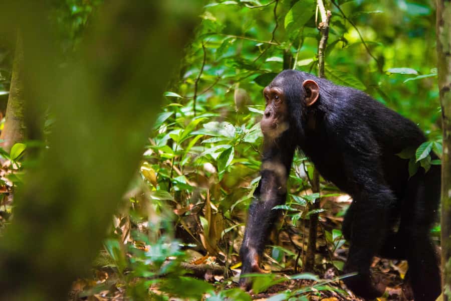 1-Day Ngamba Island chimpanzee tour - Why Ngamba Island is more than a chimpanzee viewing stop