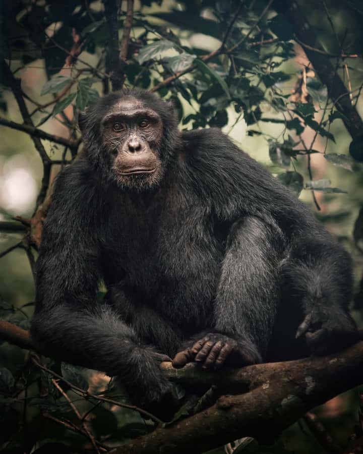 1-Day Ngamba Island chimpanzee tour - Leaving Entebbe by speedboat across Lake Victoria