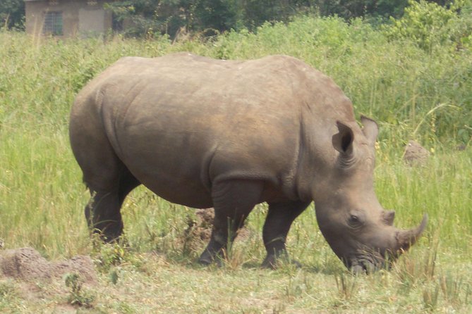 1 Day ziwa Rhino tracking trip - Key points at a glance