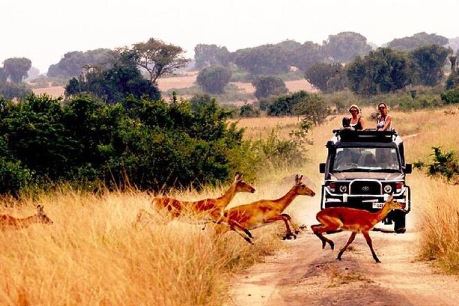 10-Day African Safari in Uganda from Kampala - Days 2 and 3: Murchison Falls and the Nile