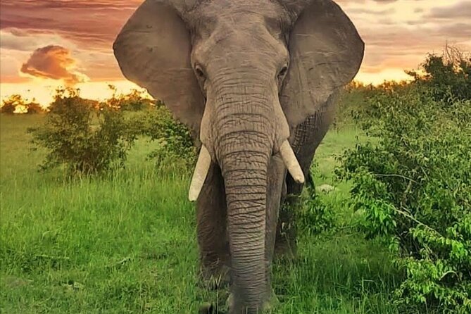 10-Day African Safari in Uganda from Kampala - Day 4: The long road to Kibale
