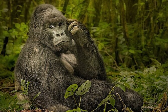 10-Day African Safari in Uganda from Kampala - Days 6 and 7: Queen Elizabeth’s animals and waterways