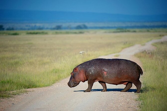 10-Day African Safari in Uganda from Kampala - Day 9: The main event in Bwindi