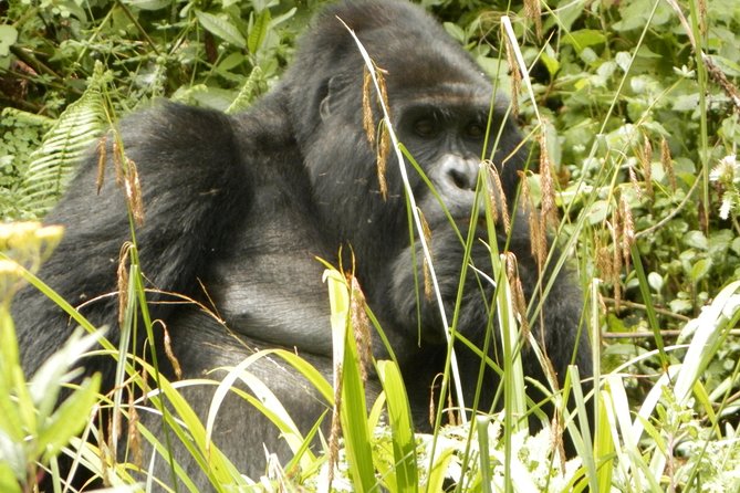 10 Day Best of Uganda Adventure Safari - Why this Uganda route works so well