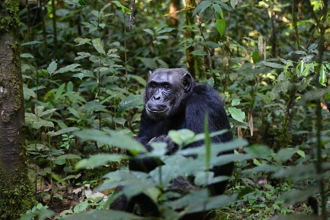 10 Day Best of Uganda Adventure Safari - Days 2 and 3: Fort Portal, Bigodi, and chimpanzees in Kibale