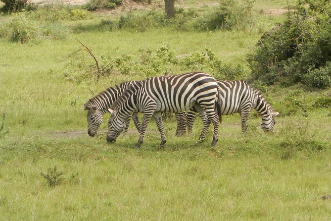 10 Day Best of Uganda Adventure Safari - Days 3 and 4: Queen Elizabeth’s game drives and Kazinga Channel