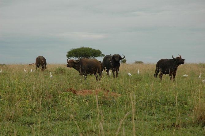 10 Day Best of Uganda Adventure Safari - Day 5: Ishasha and the road to Bwindi