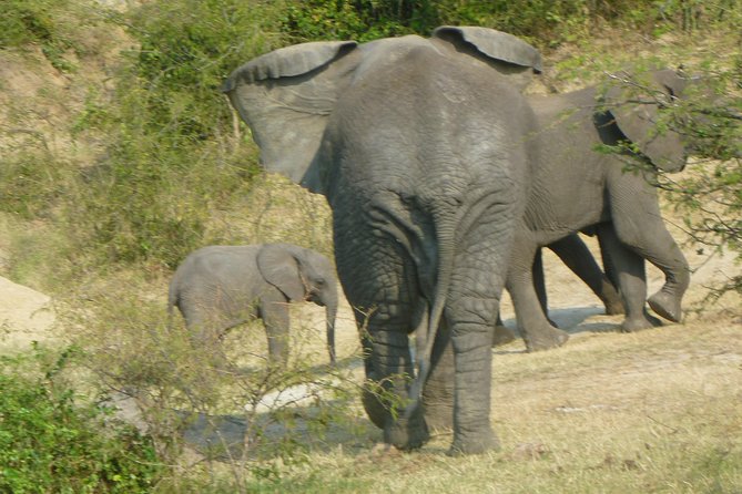 10 Day Best of Uganda Adventure Safari - Day 6: The gorilla trek in Bwindi