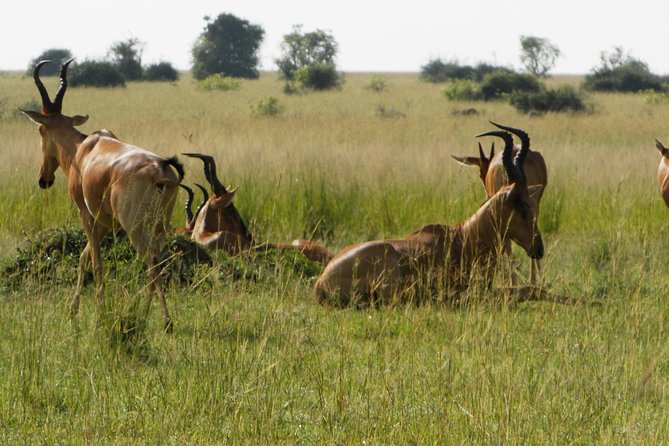 10 Day Best of Uganda Adventure Safari - Days 7 and 8: Lake Mburo’s zebra, antelope, and slower finish
