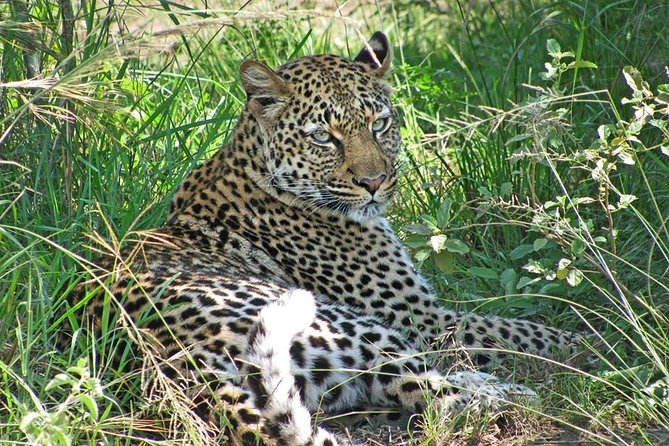 10 Day Best of Uganda Adventure Safari - Day 9: A final walk, boat trip, and return to Entebbe