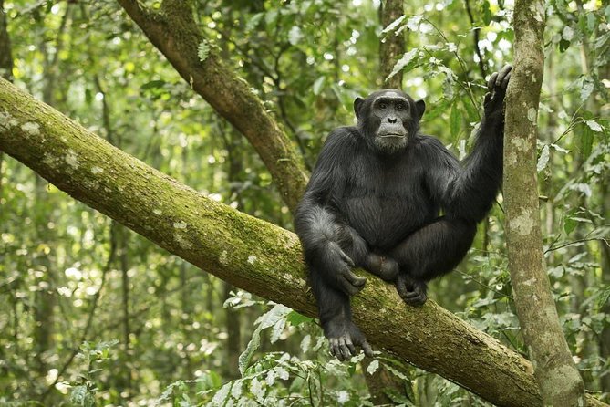 10 Day Best of Uganda Adventure Safari - Day 1: A simple arrival in Entebbe and Kampala