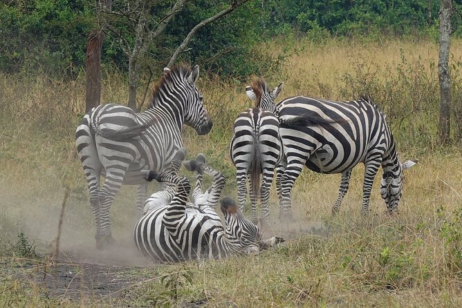10-Day Big-7 Private Tour Experience in Uganda Safari - Day 3: Bigodi Wetlands and the road to Kibale