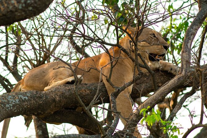10-Day Big-7 Private Tour Experience in Uganda Safari - Day 4: Chimpanzees, crater views, and Queen Elizabeth