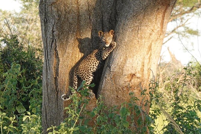 10-Day Big-7 Private Tour Experience in Uganda Safari - Day 6: Ishasha lions and the approach to Bwindi