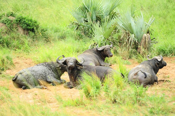 10 Day Gorilla Chimps and Big 5 Safari - What this 10-day Uganda safari is really like