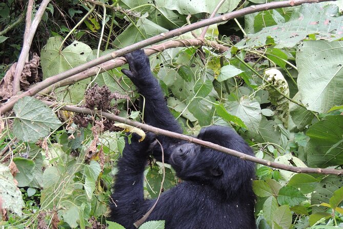10 Day Gorilla Chimps and Big 5 Safari - Bwindi and the mountain gorilla trek