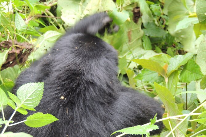 10 Day Gorilla Chimps and Big 5 Safari - Lake Bunyonyi brings the pace down